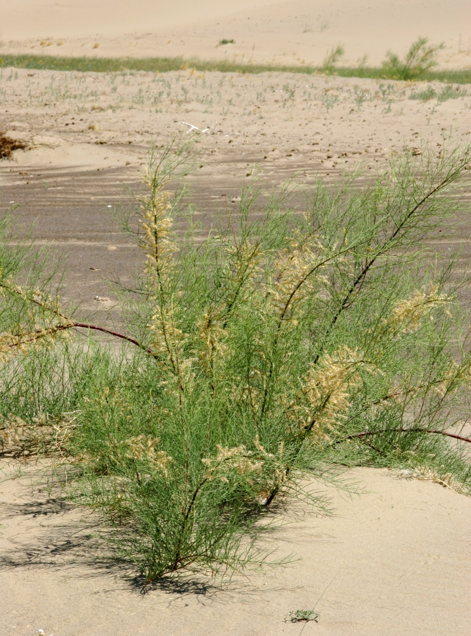 Image of Tamarix elongata specimen.