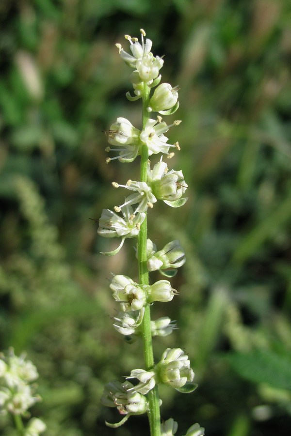 Image of Beta trigyna specimen.