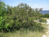 Amorpha fruticosa