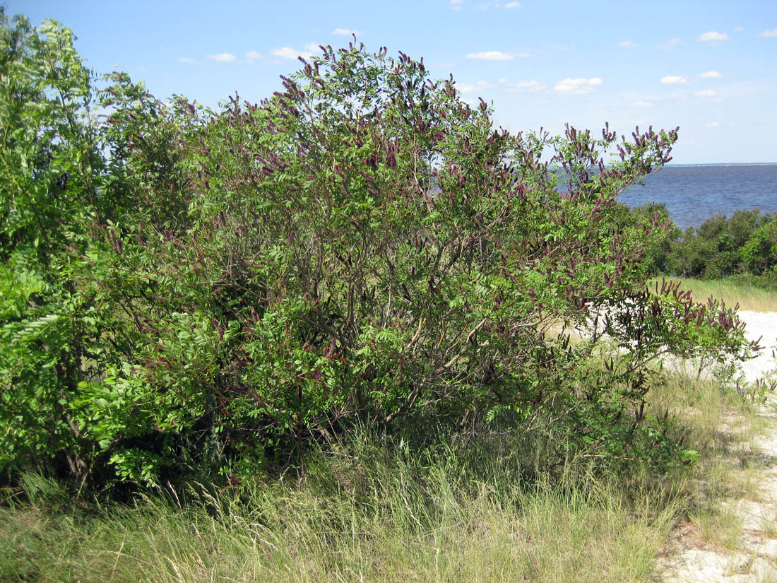 Изображение особи Amorpha fruticosa.