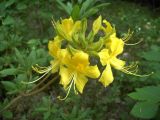 Rhododendron luteum