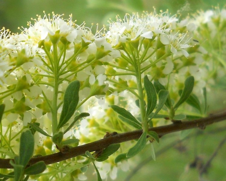 Изображение особи род Spiraea.