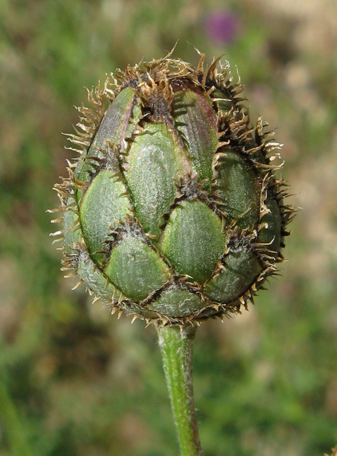 Image of Centaurea apiculata specimen.