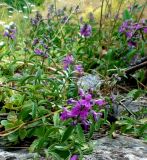 genus Stachys