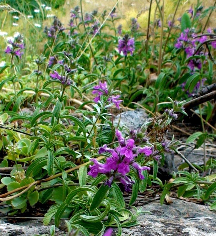 Изображение особи род Stachys.