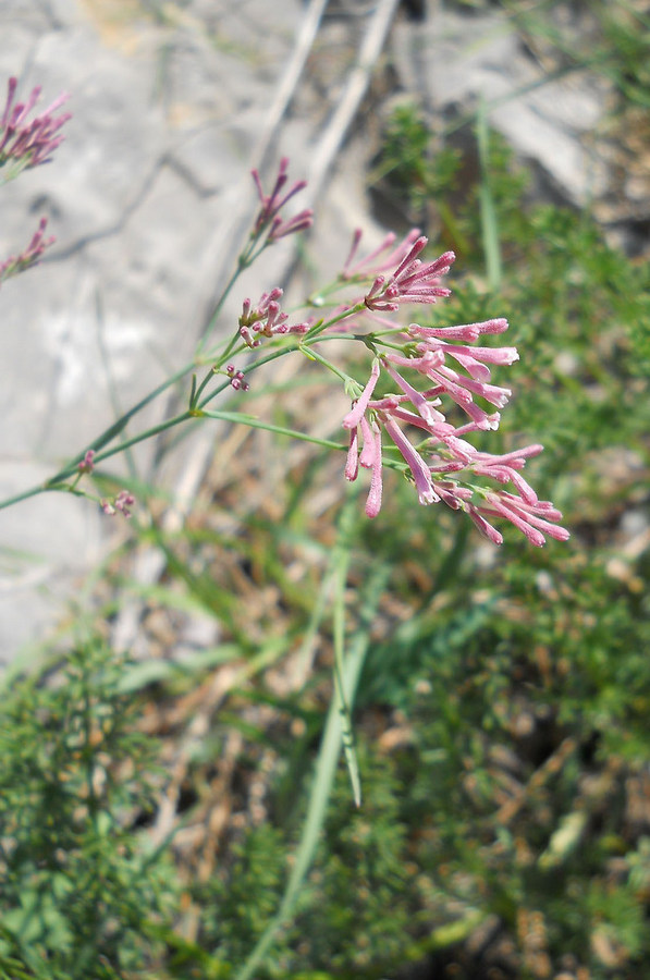 Image of Asperula tenella specimen.