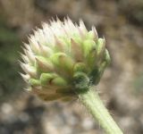 Cephalaria uralensis. Соцветие в бутонах. Краснодарский край, Ейский п-ов, коса Долгая. 11.07.2012.