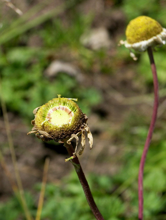 Изображение особи Pyrethrum dolomiticum.