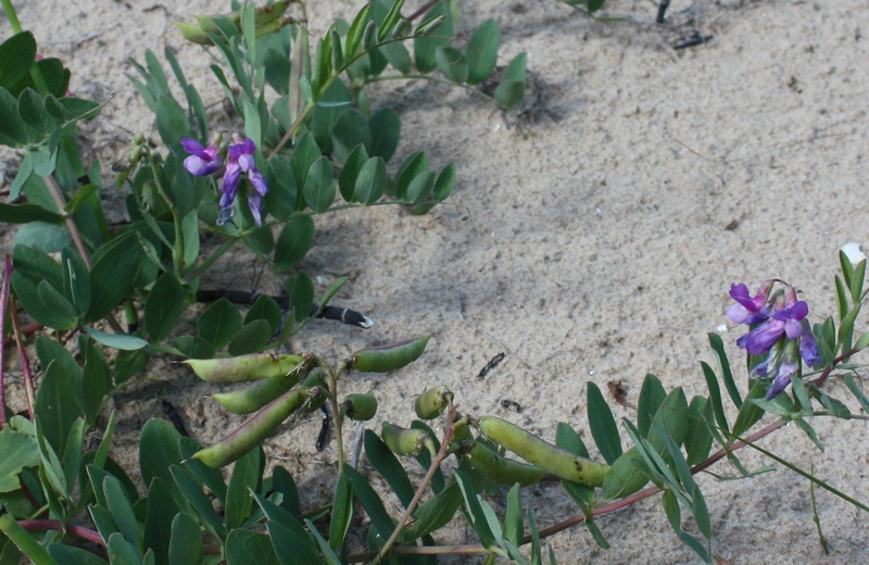 Изображение особи Lathyrus japonicus ssp. maritimus.