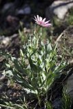 Tragopogon marginifolius. Цветущее растение. Южный Казахстан, хр. Боролдайтау, ущ. Кокбулак. 24.04.2012.