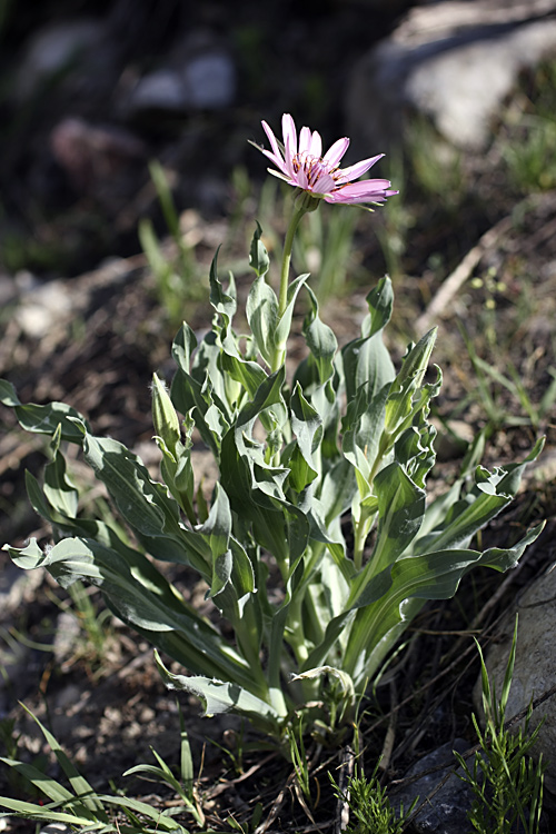 Изображение особи Tragopogon marginifolius.