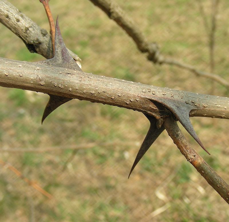 Image of Robinia pseudoacacia specimen.