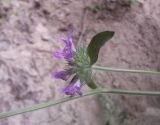 Image of taxon representative. Author is Иван Бобырь