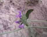 Clinopodium caucasicum