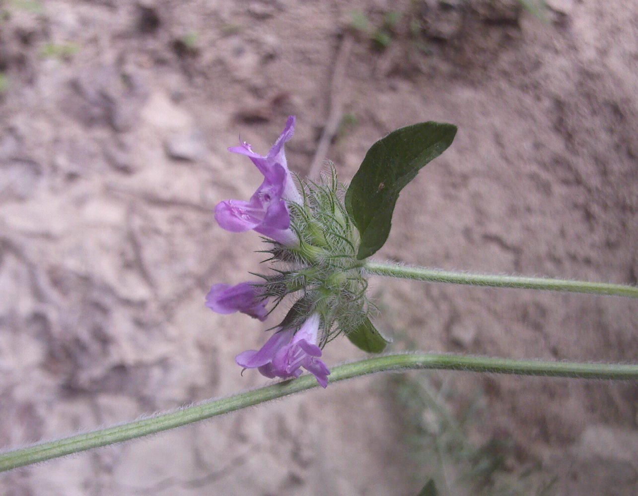 Image of Clinopodium caucasicum specimen.