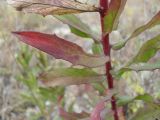 genus Hieracium