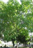 Juglans regia. Плодоносящее дерево. Австрия. Вена, парк Зигмунд-Фройд. 10.09.2012.