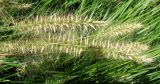 Pennisetum alopecuroides. Соплодия. Австрия, Вена, сквер на Schlickplatz. 10.09.2012.