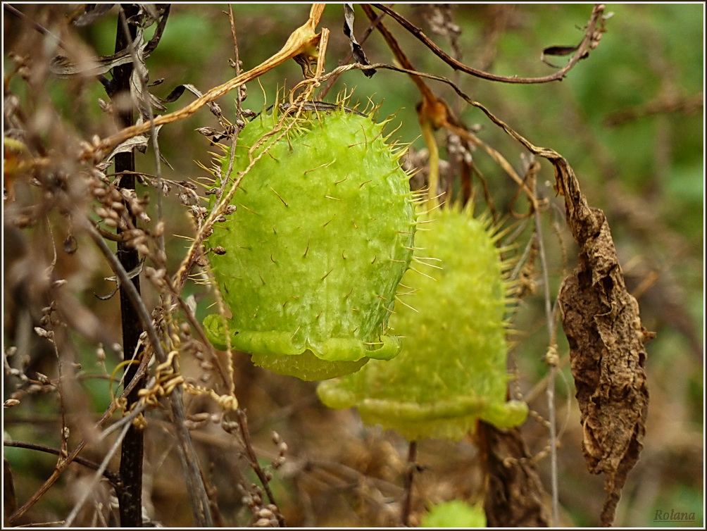 Image of Echinocystis lobata specimen.