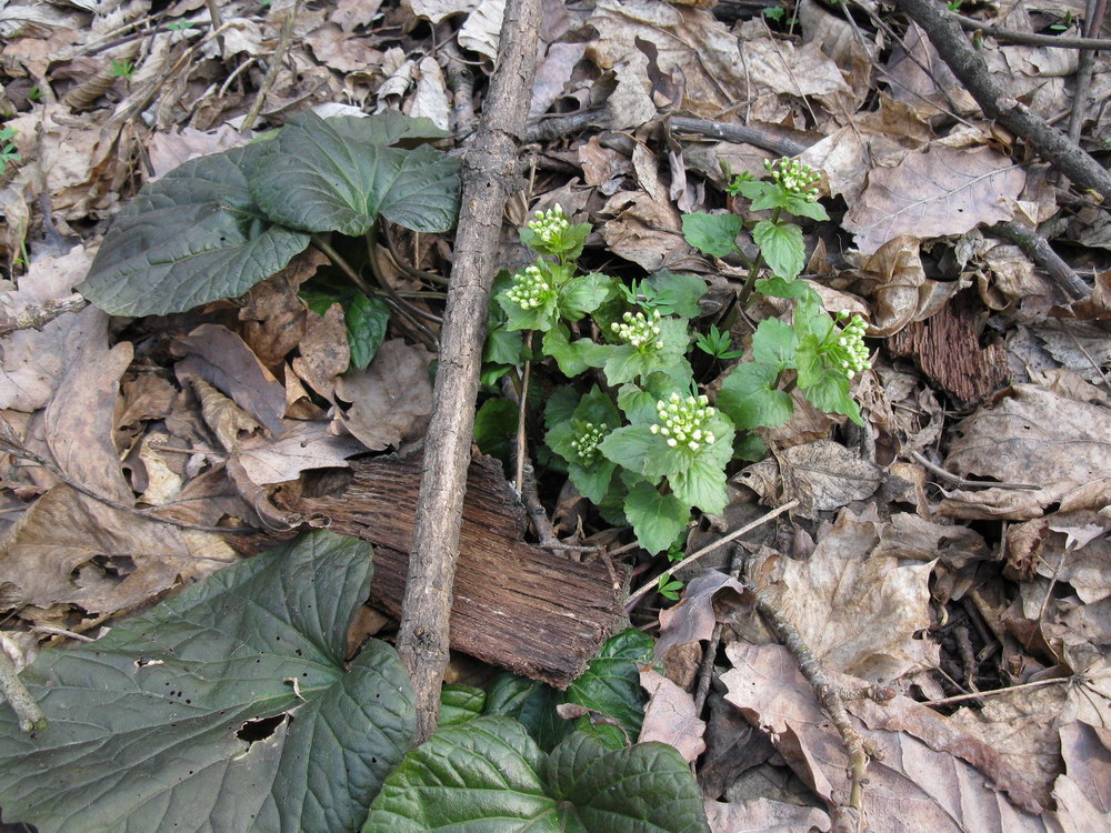 Image of Pachyphragma macrophyllum specimen.