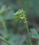 Medicago saxatilis