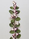 Symphoricarpos × chenaultii. Веточка с созревшими соплодиями (видна обратная сторона листьев). Германия, г. Кемпен, в культуре. 30.11.2012.