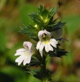 Euphrasia ussuriensis. Верхушка цветущего растения. Хабаровский край, Ванинский р-н, окр. пос. Высокогорный. 13.09.2012.