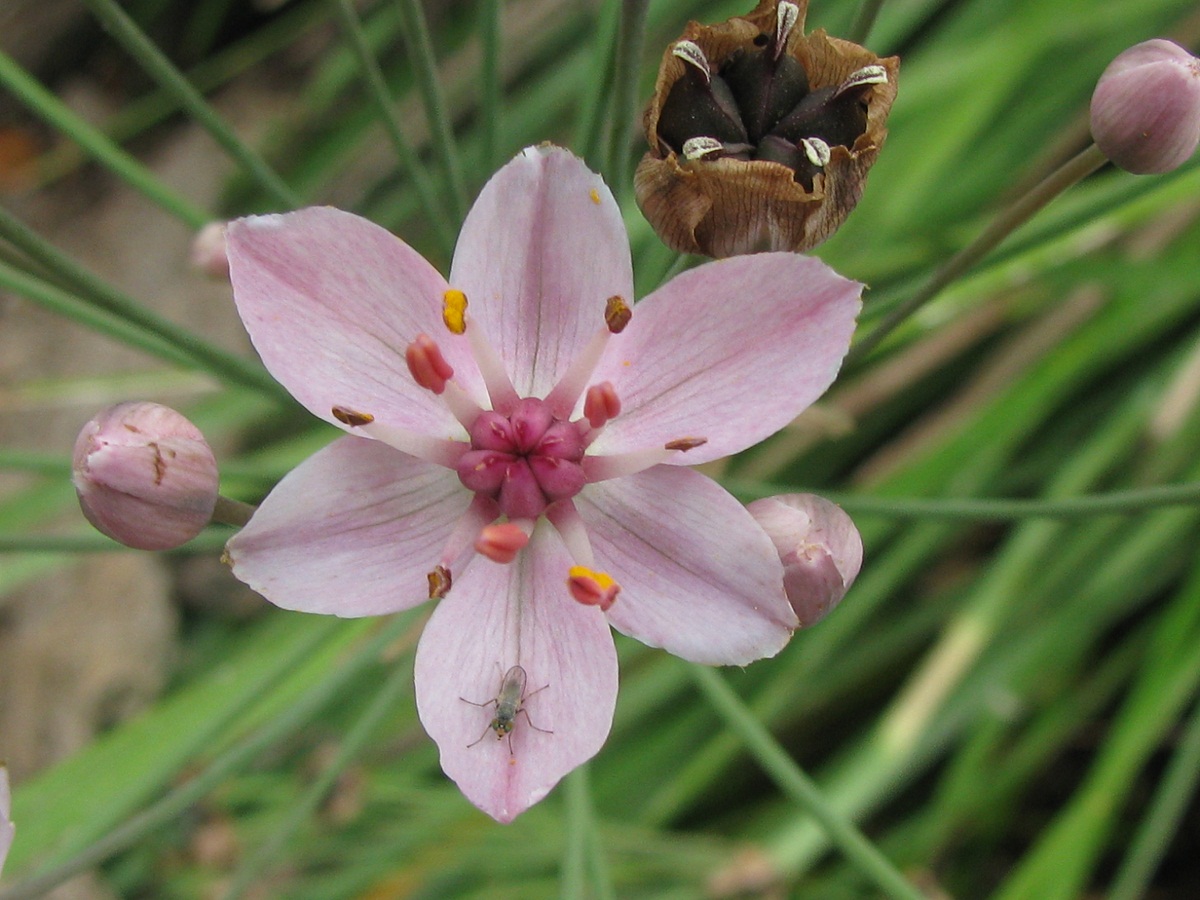 Изображение особи Butomus umbellatus.