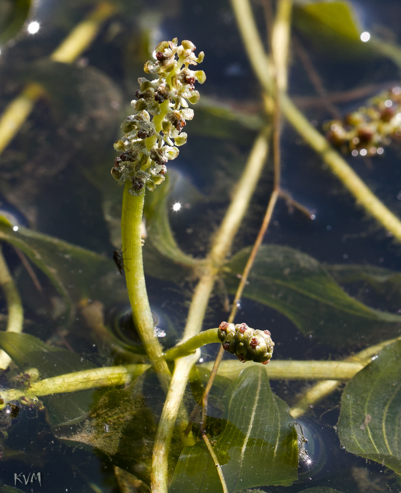 Изображение особи Potamogeton perfoliatus.