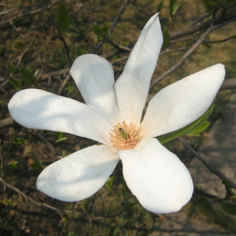 Image of Magnolia kobus specimen.