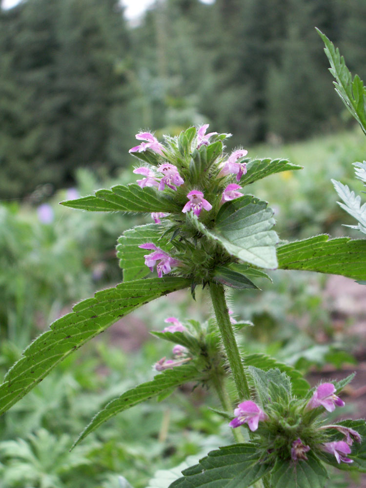 Изображение особи Galeopsis bifida.