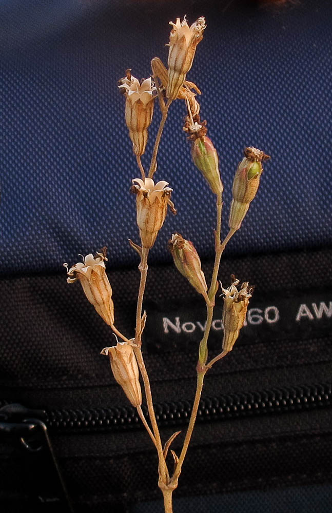 Image of Silene colorata specimen.