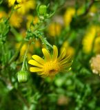 Senecio subspecies coronopifolius