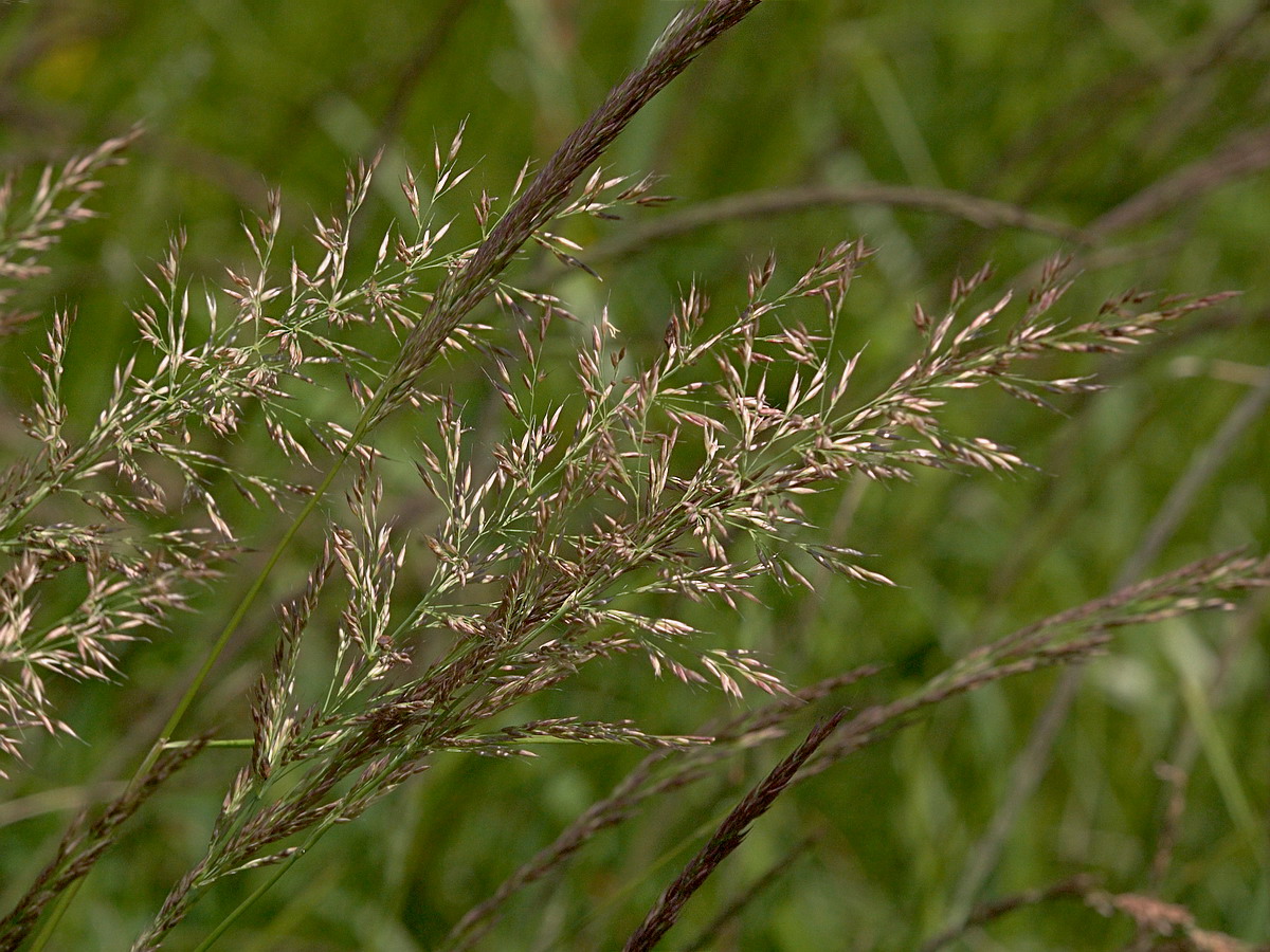 Изображение особи Calamagrostis varia.