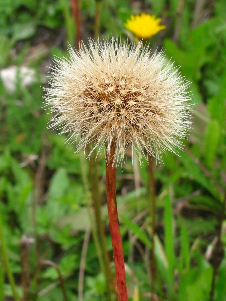 Image of Leontodon hispidus ssp. hastilis specimen.