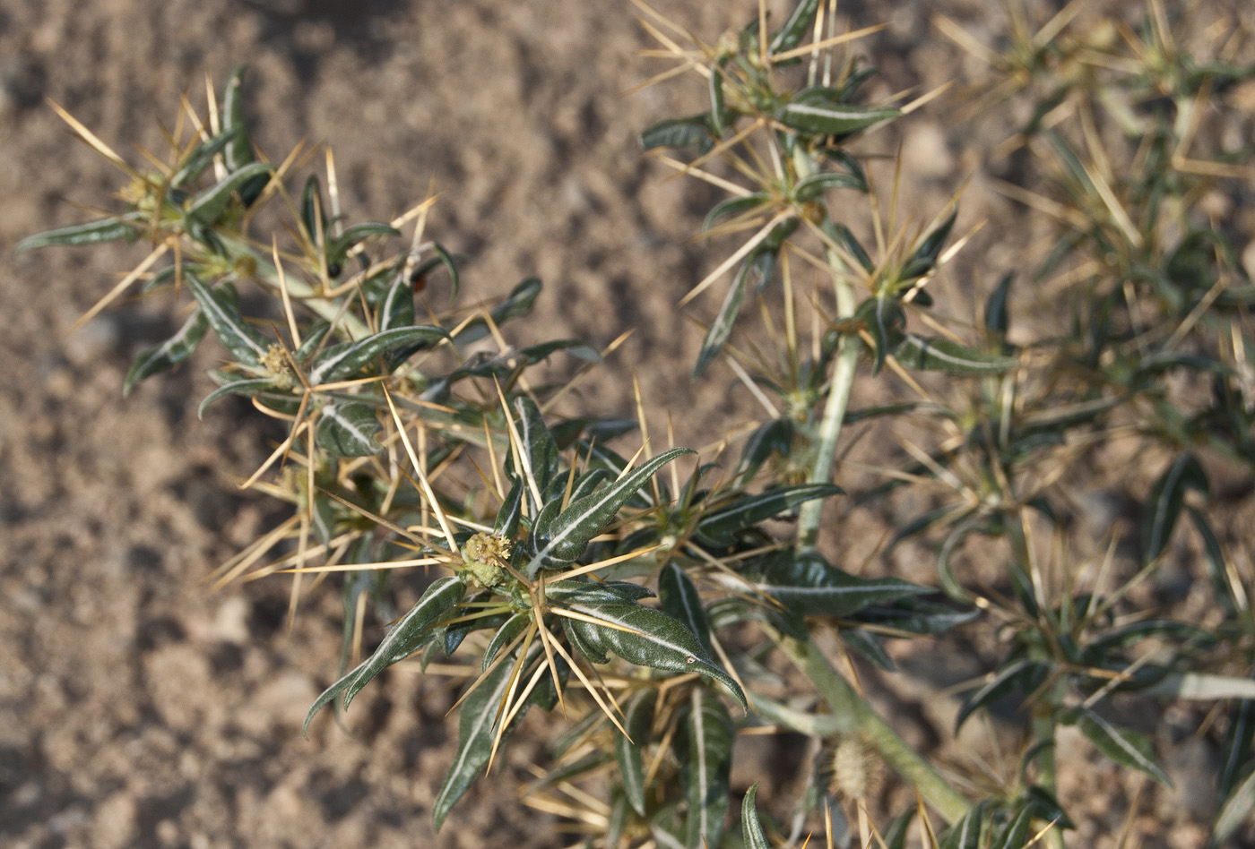 Image of Xanthium spinosum specimen.