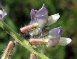 Oxytropis ornata. Часть соцветия. Узбекистан, Ташкентская обл., окр. г. Газалкент. 20.04.2013.