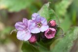 Pulmonaria obscura. Цветки. Ленинградская обл., Кургальский заказник, сырой обрывистый берег Финского залива, смешанный лес. 28.04.2013.