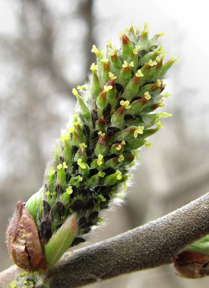 Изображение особи Salix cinerea.