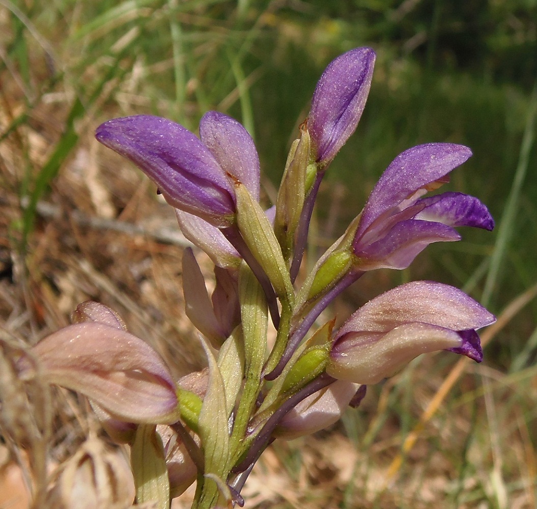 Image of Limodorum abortivum var. viride specimen.