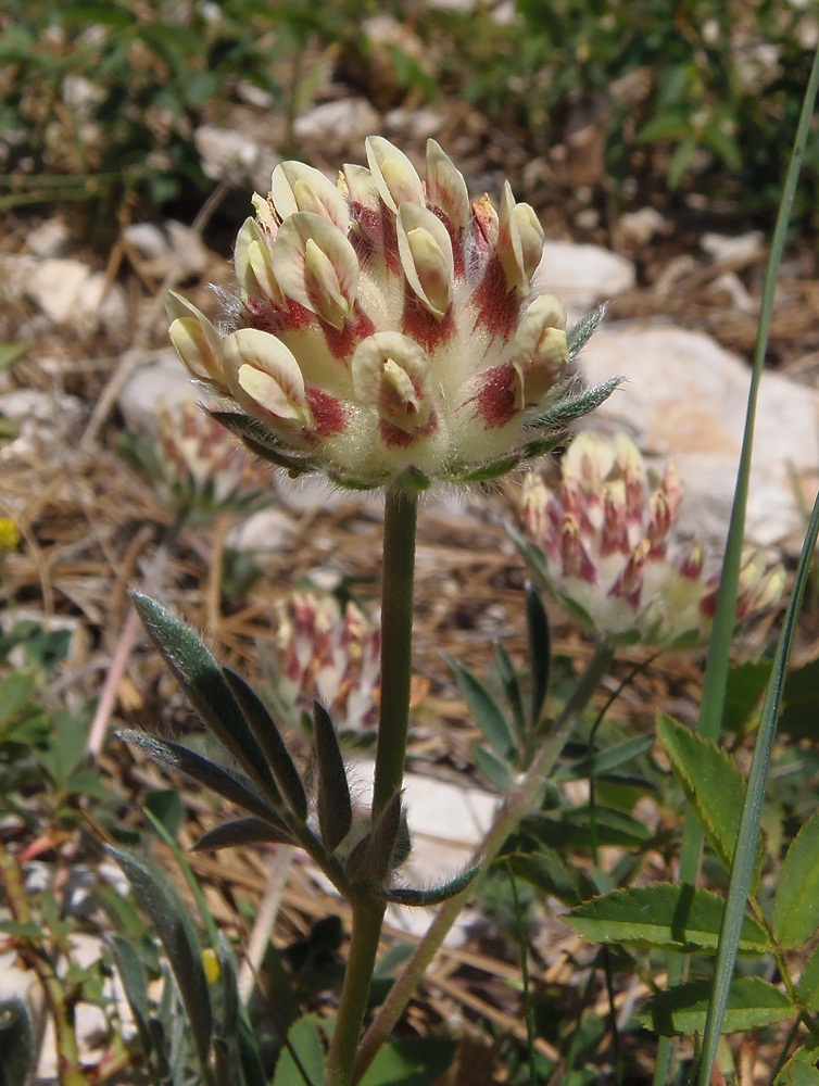 Image of Anthyllis biebersteiniana specimen.