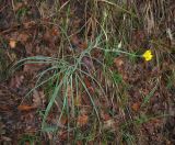 Tragopogon undulatus