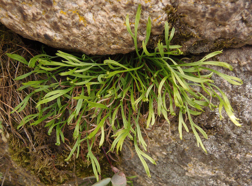 Image of Asplenium septentrionale specimen.