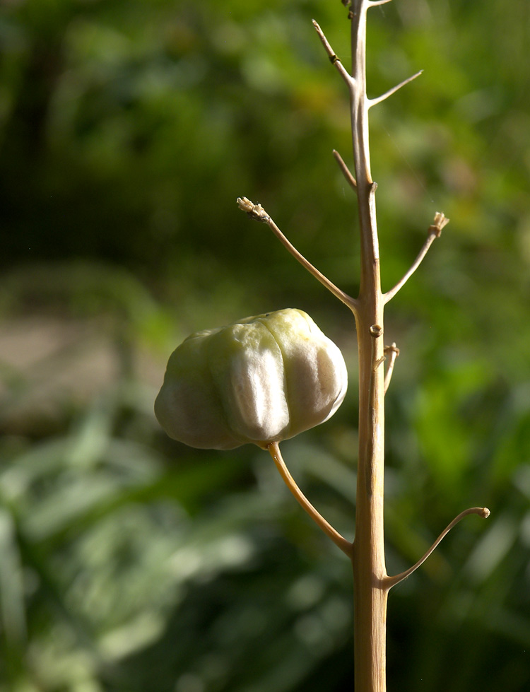 Изображение особи Fritillaria persica.