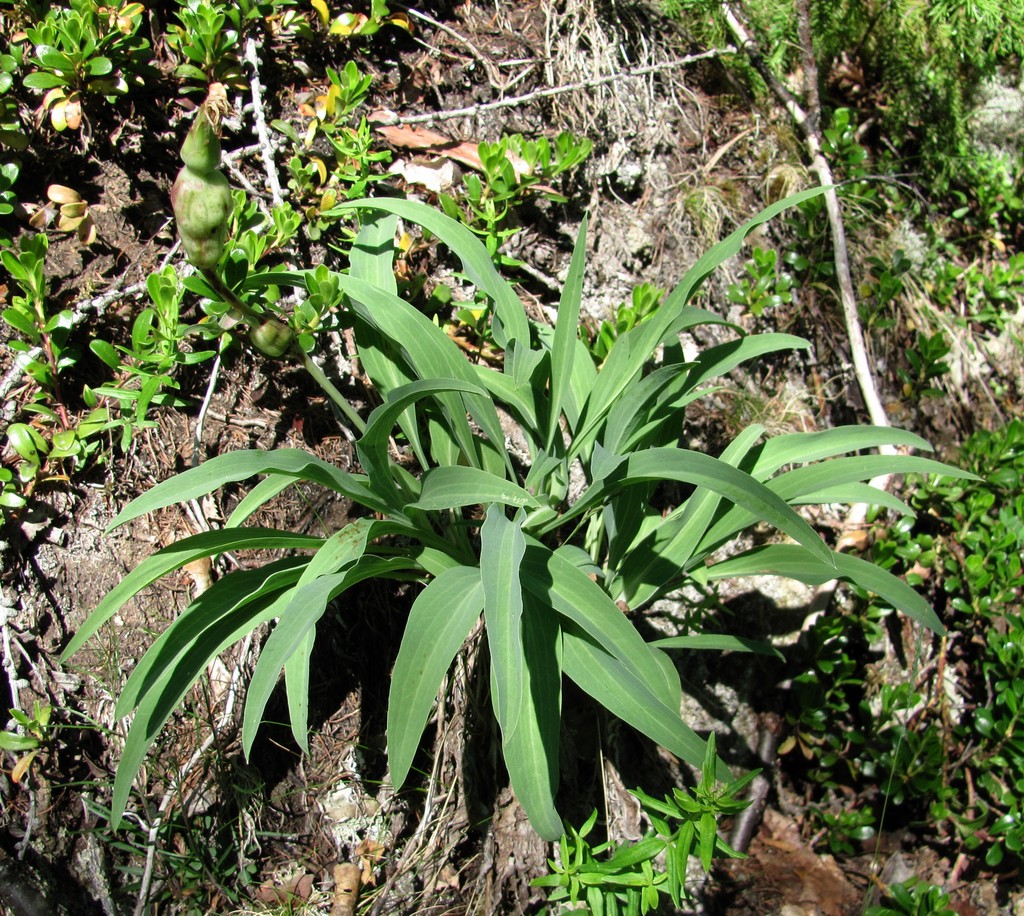 Изображение особи Scorzonera glabra.