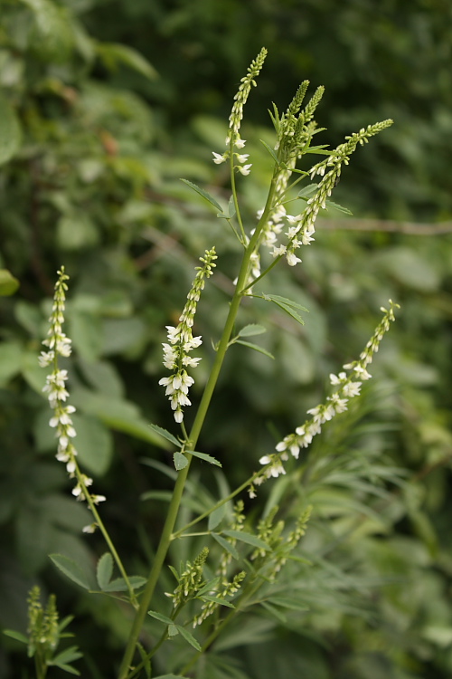 Изображение особи Melilotus albus.