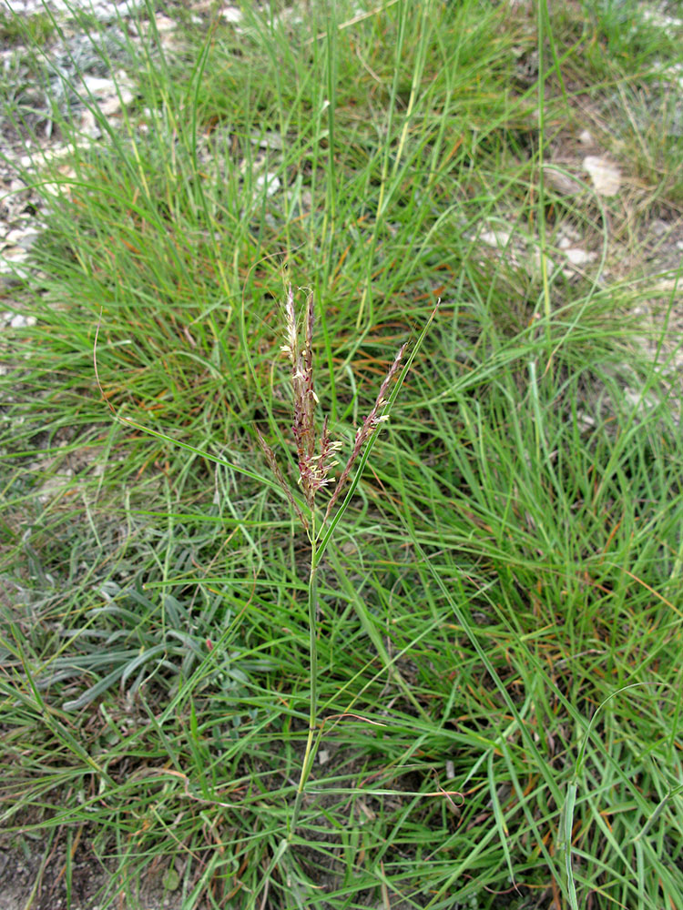 Изображение особи Bothriochloa ischaemum.