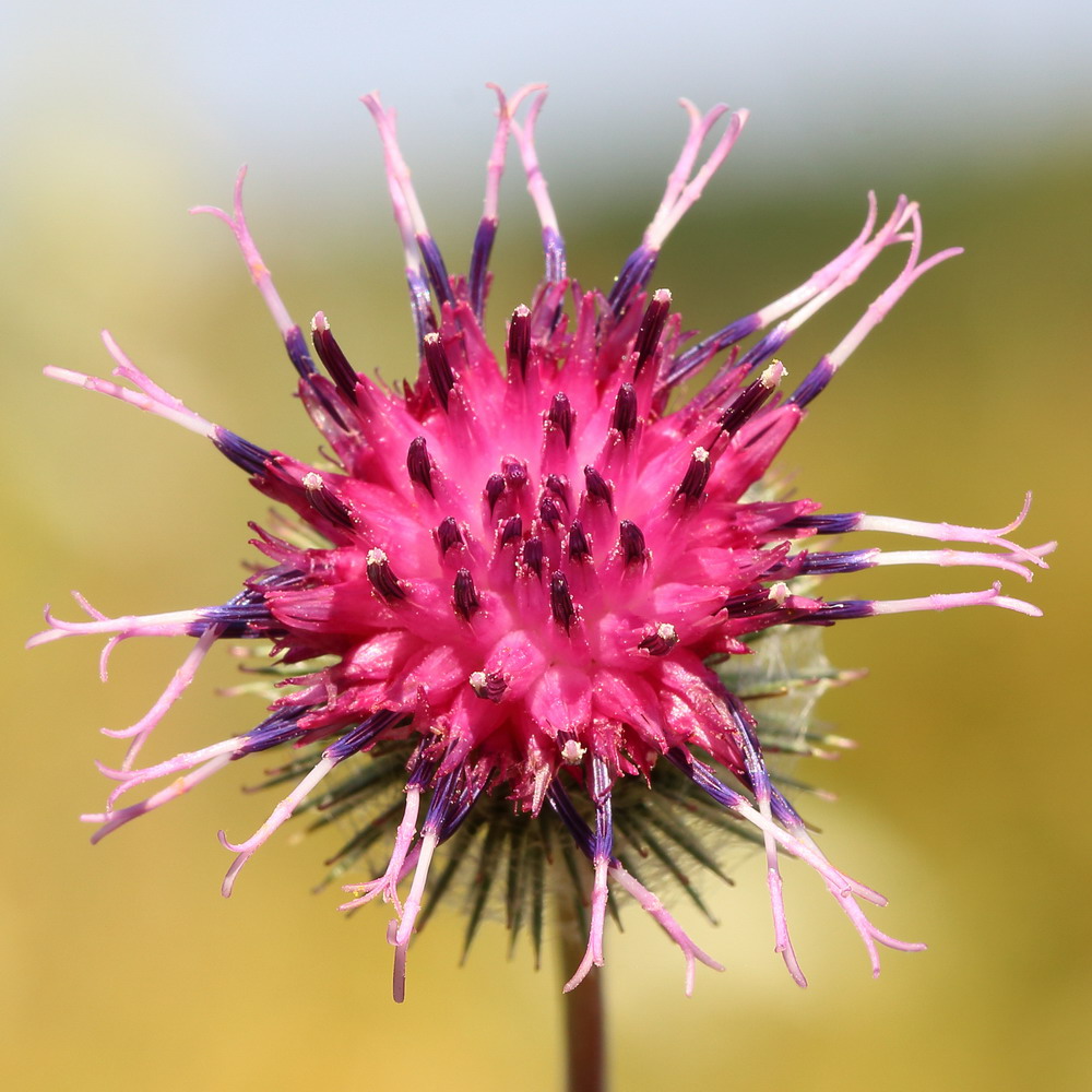 Image of Arctium tomentosum specimen.