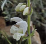 Salvia argentea