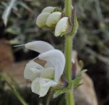 Image of taxon representative. Author is Роланд Цандекидис